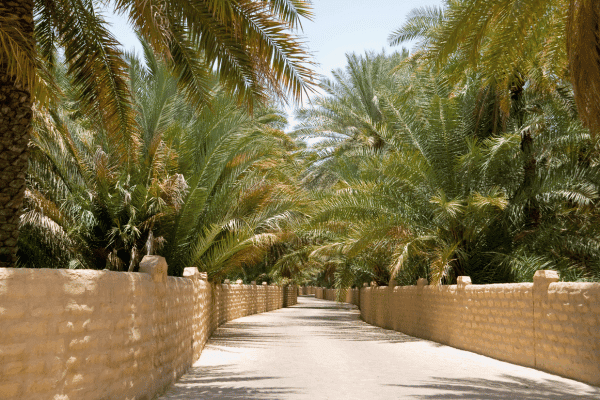 Al Ain Tour