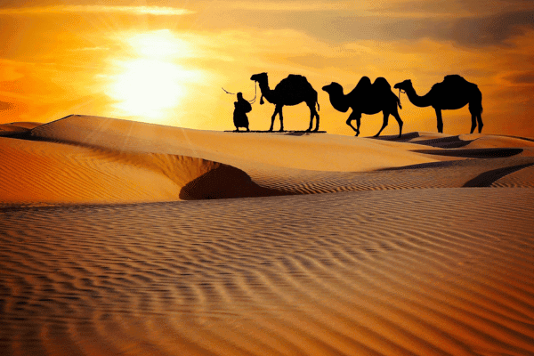 Desert Safari Adventure